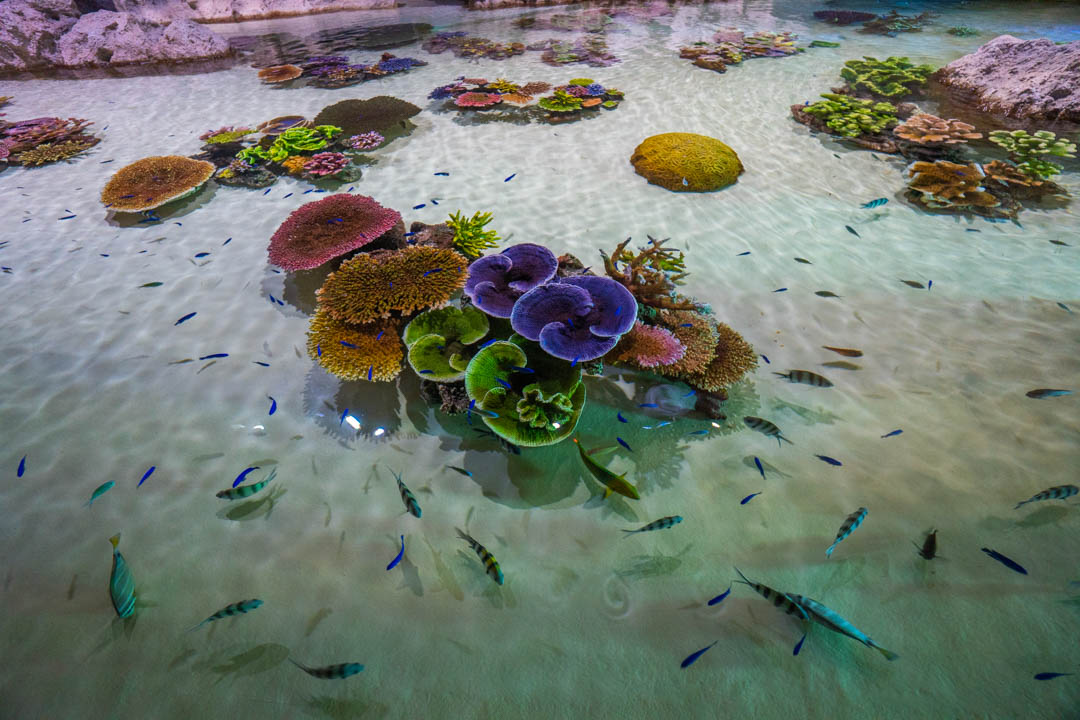 DMM水族館