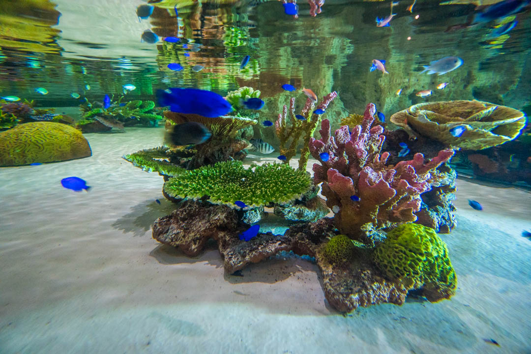 DMM水族館