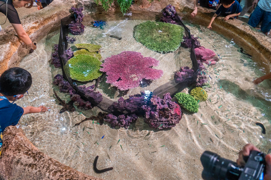 DMM水族館
