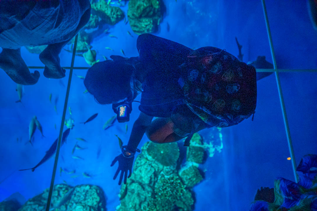DMM水族館