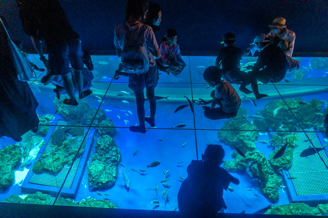 DMM水族館