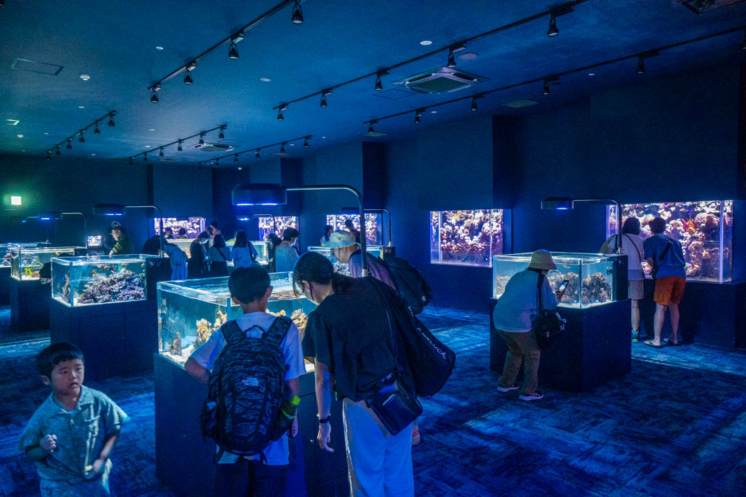 DMM水族館