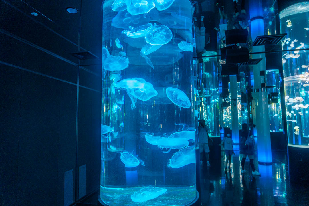 DMM水族館