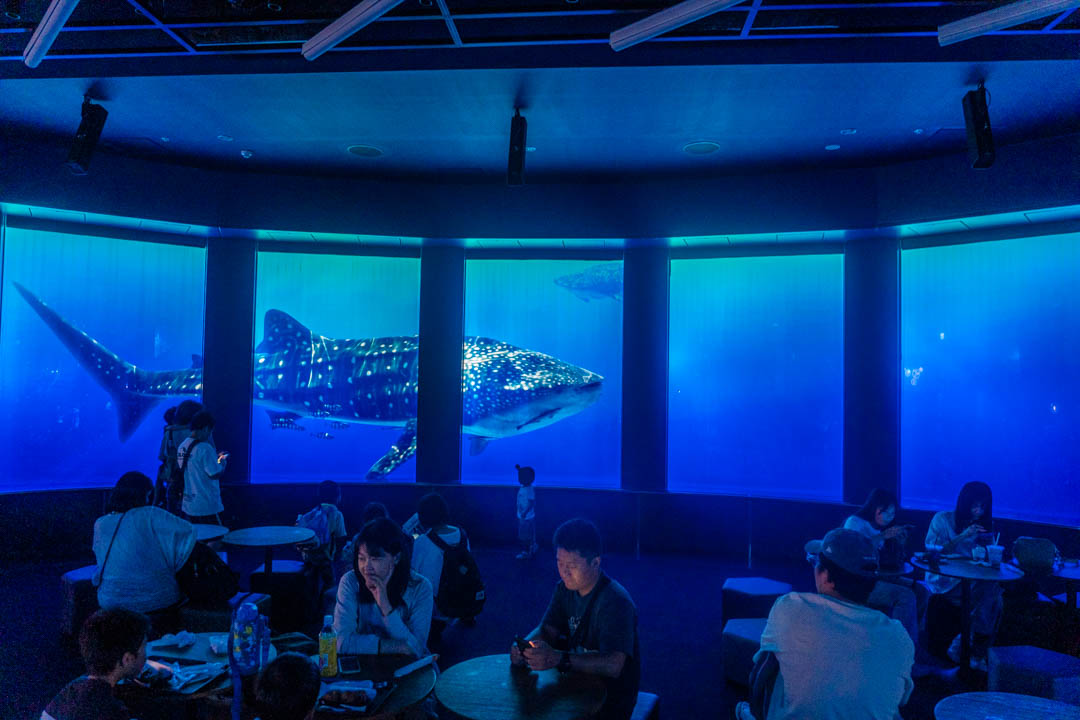 DMM水族館