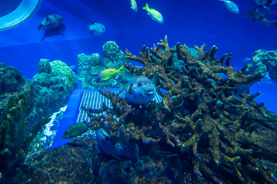 DMM水族館