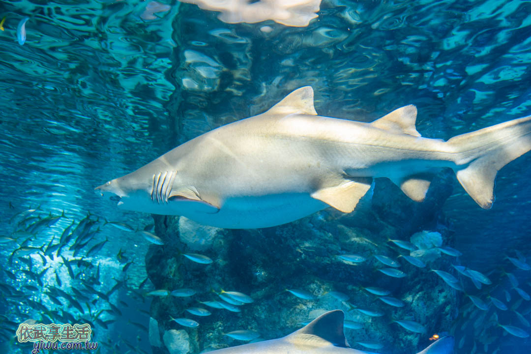 COEX水族館