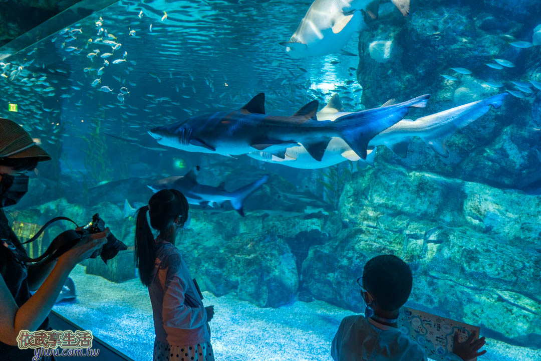COEX水族館