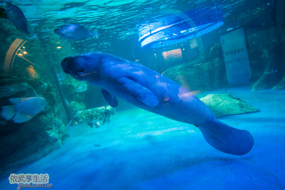 COEX水族館