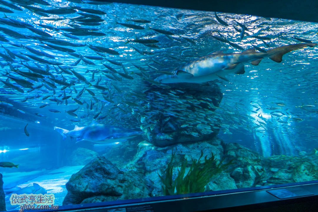 COEX水族館