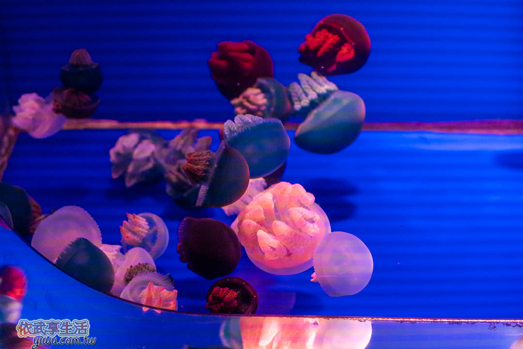 COEX水族館