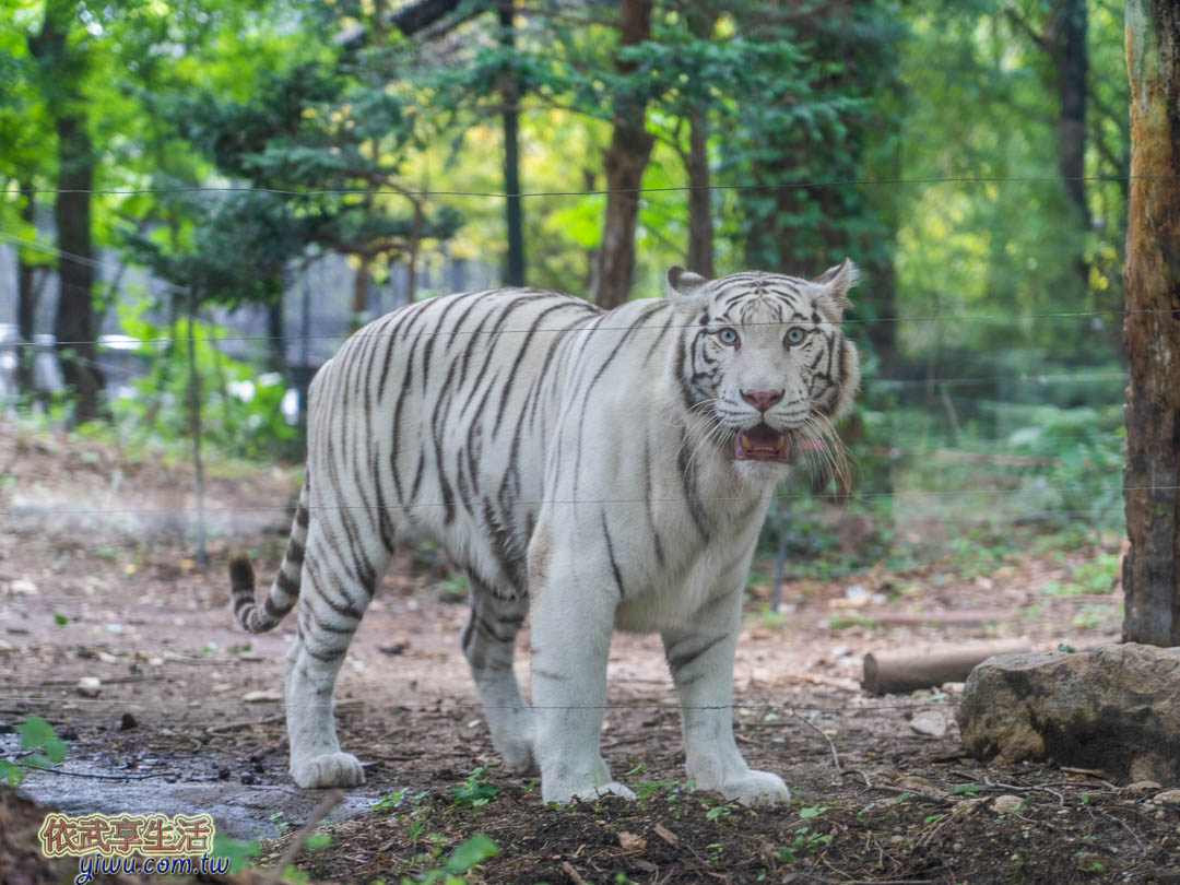 愛寶樂園