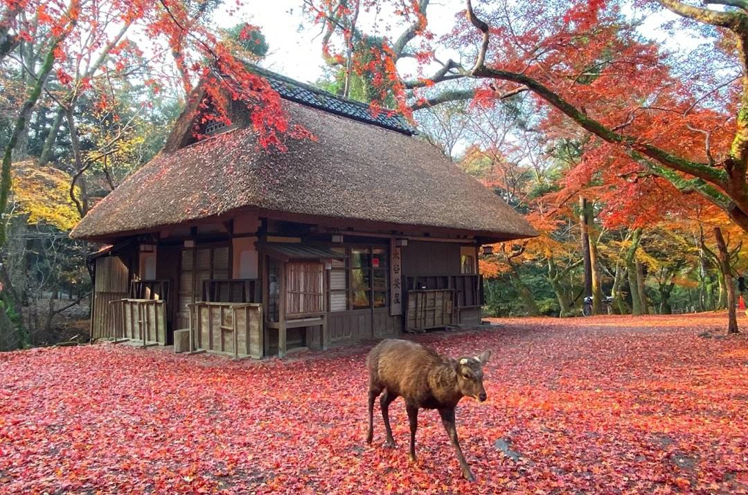奈良美食