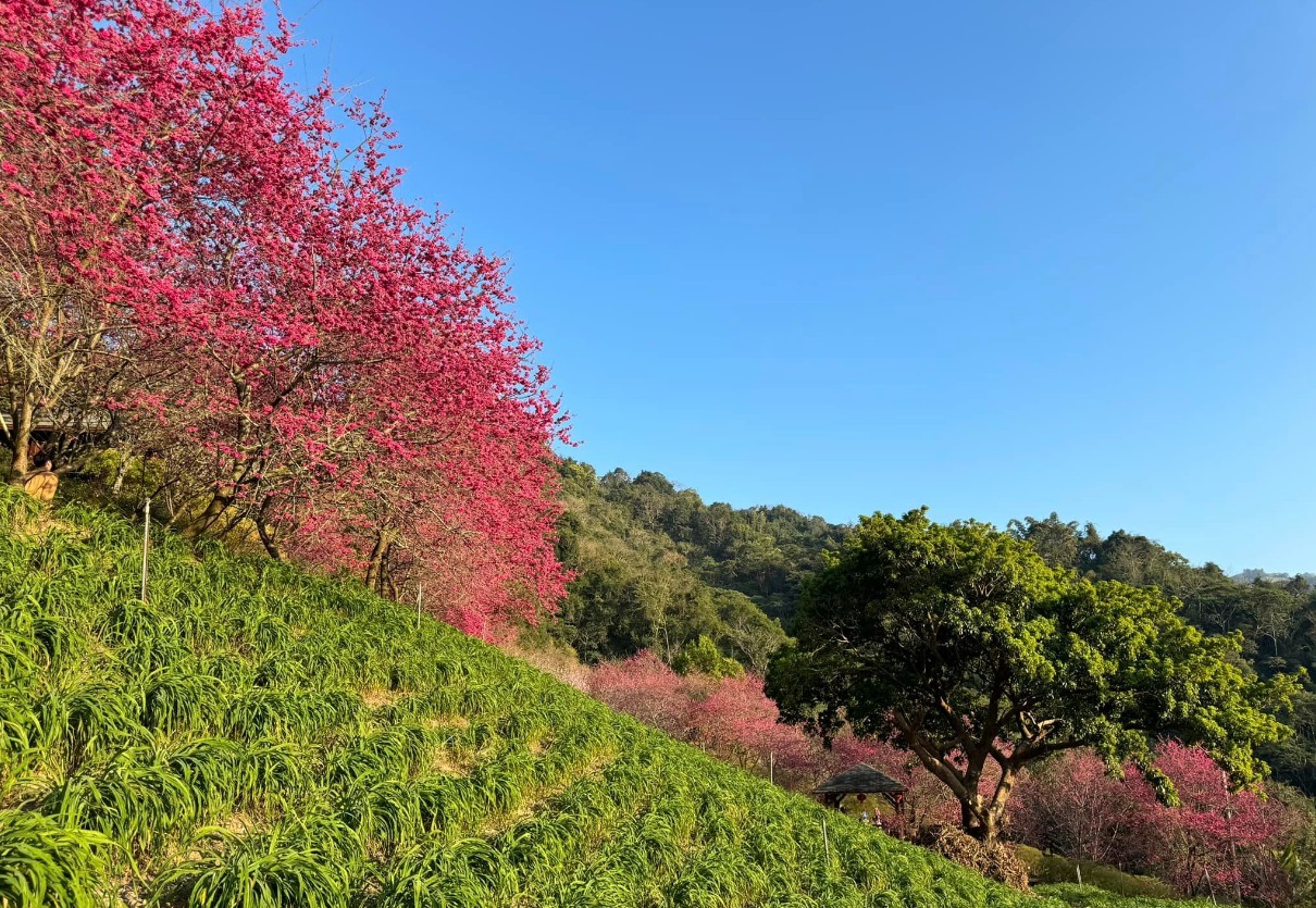 沐心泉農場櫻花