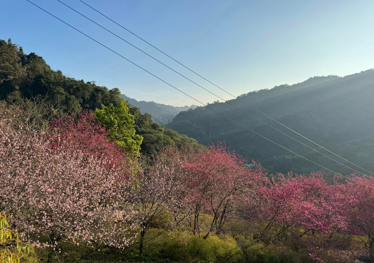 沐心泉農場櫻花
