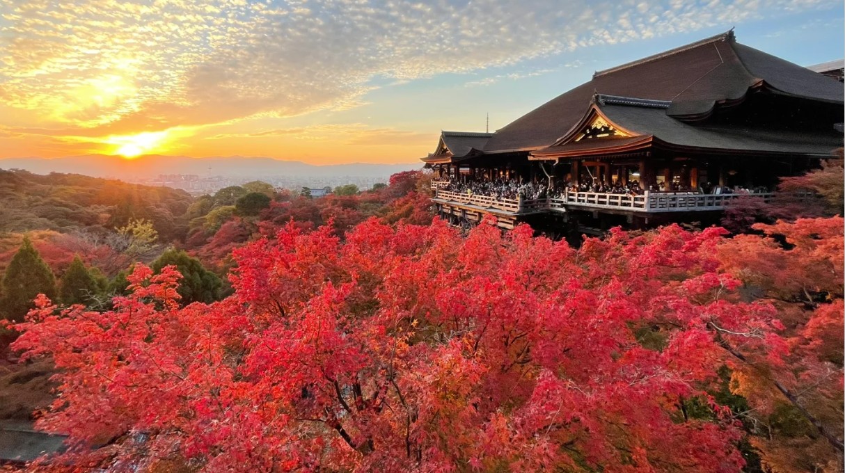 日本賞楓