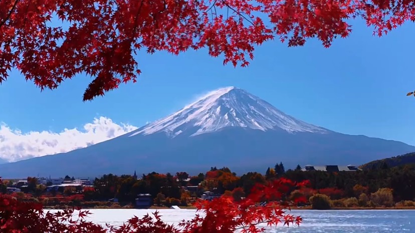 日本賞楓