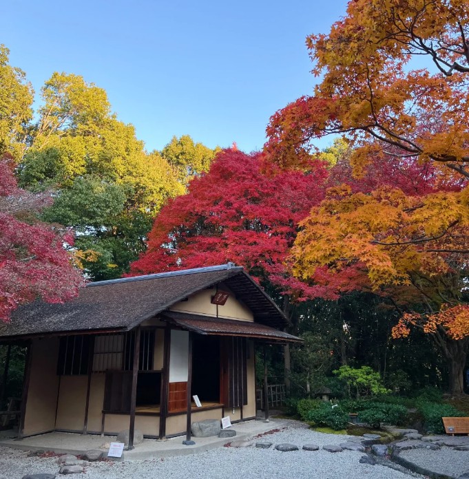 日本賞楓