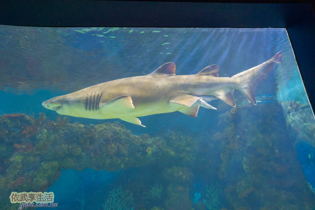 上海海昌海洋公園