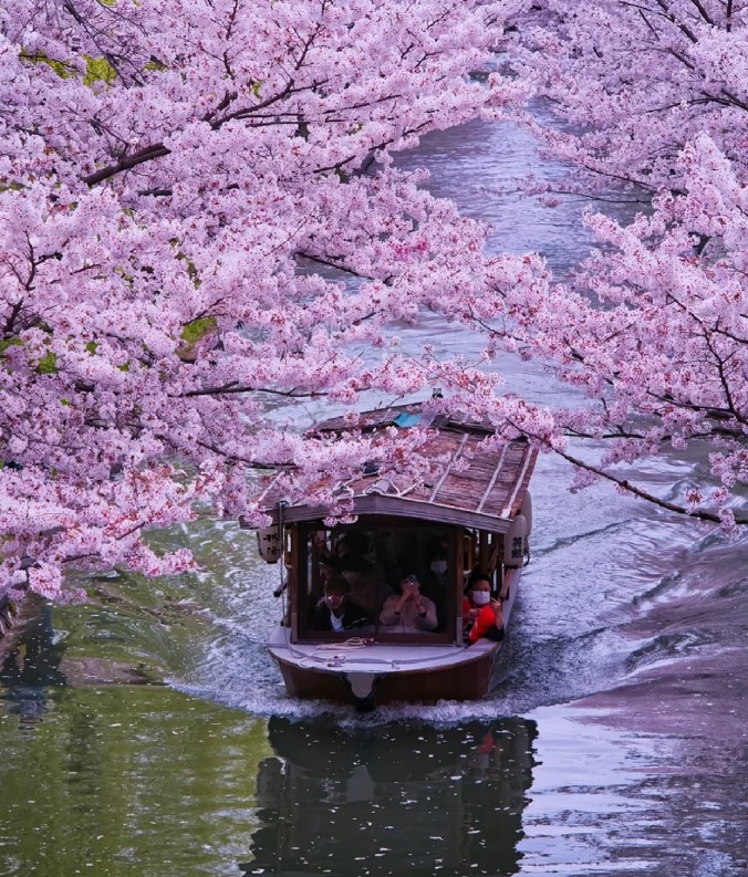 京都景點櫻花