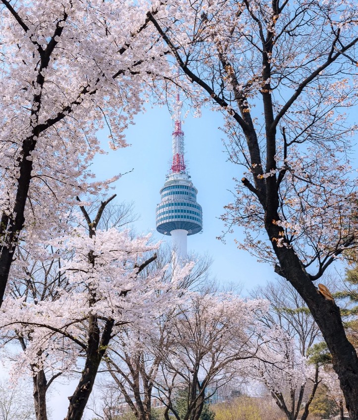 首爾隱藏景點櫻花