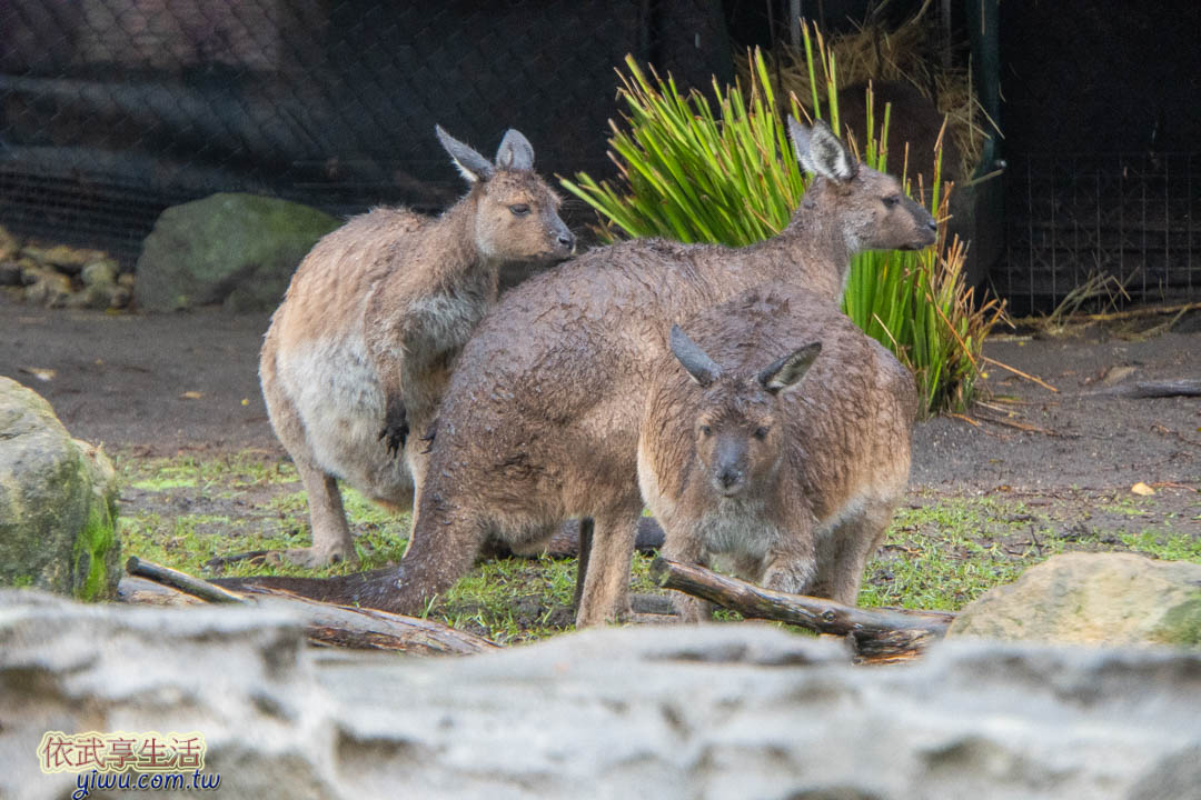 塔隆加動物園 塔隆加動物園