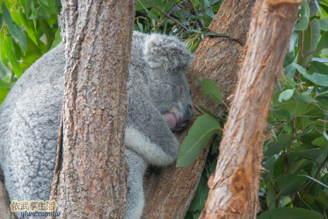 塔隆加動物園 塔隆加動物園