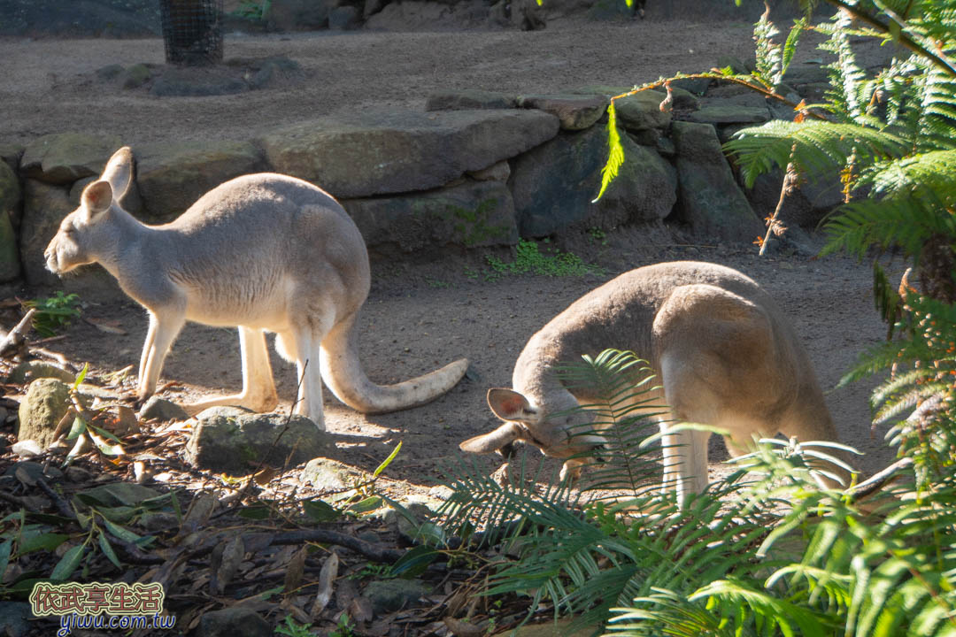 塔隆加動物園 塔龍加動物園