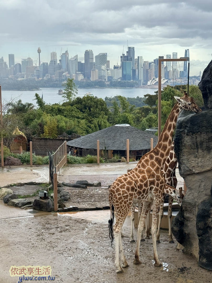 塔隆加動物園 塔隆加動物園