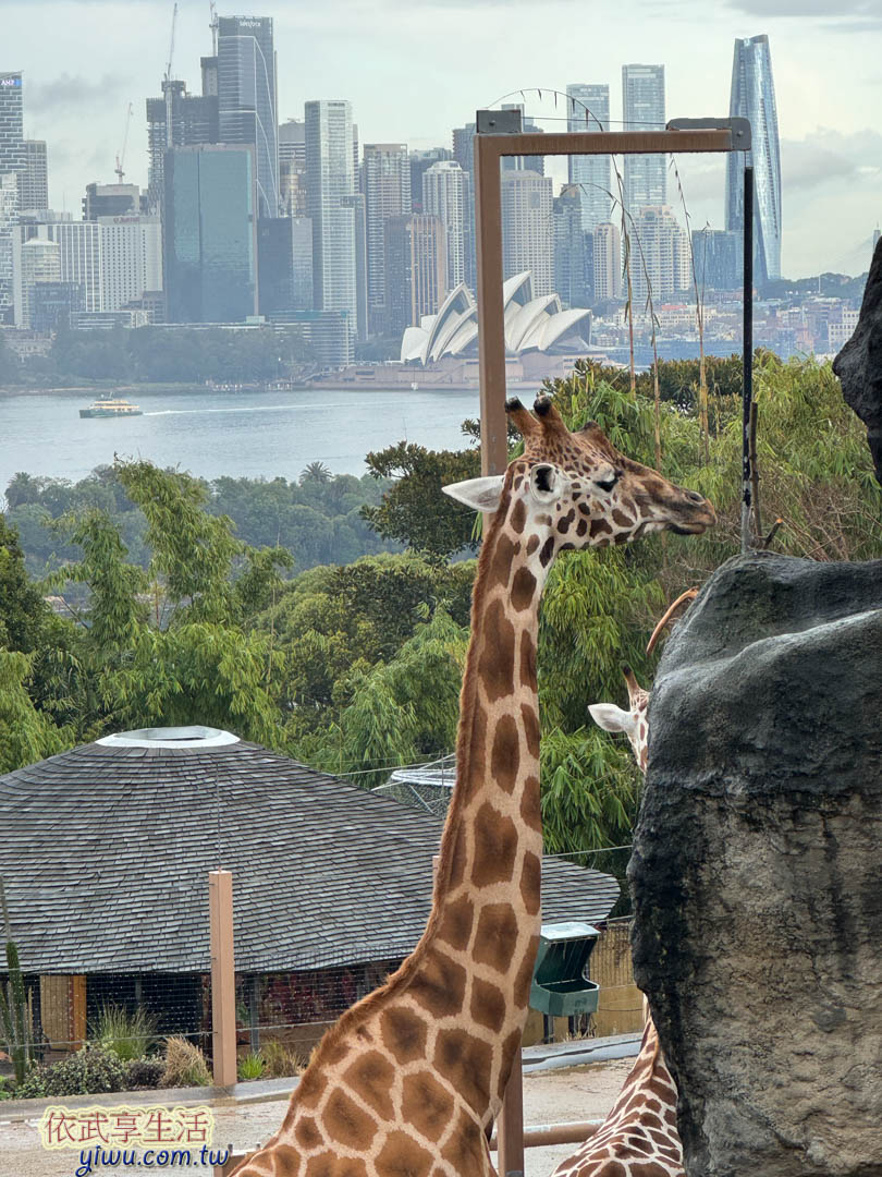 塔隆加動物園 塔隆加動物園
