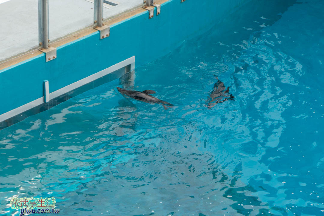 塔隆加動物園 塔隆加動物園