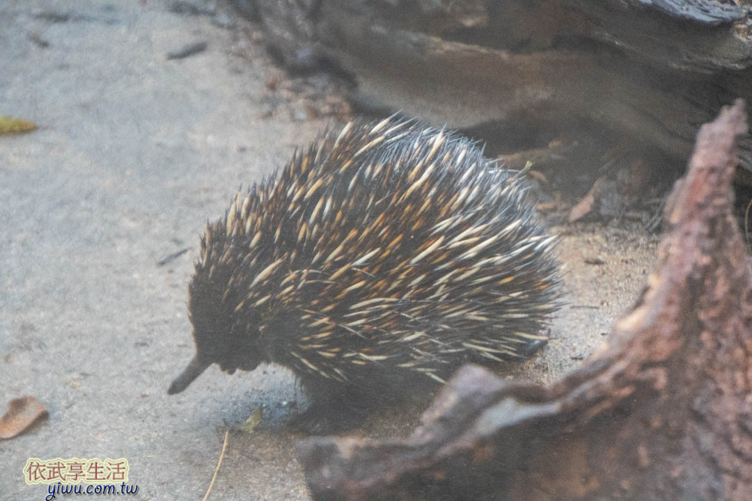 塔隆加動物園 塔隆加動物園