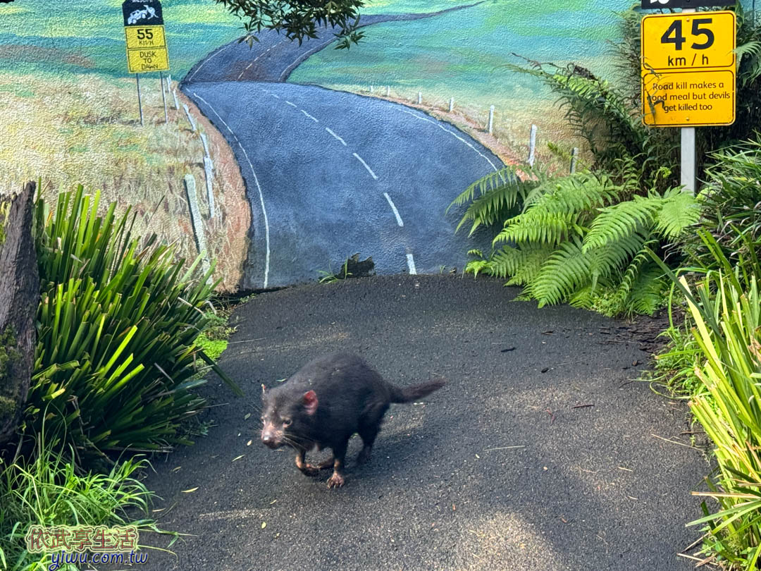 塔隆加動物園 塔隆加動物園
