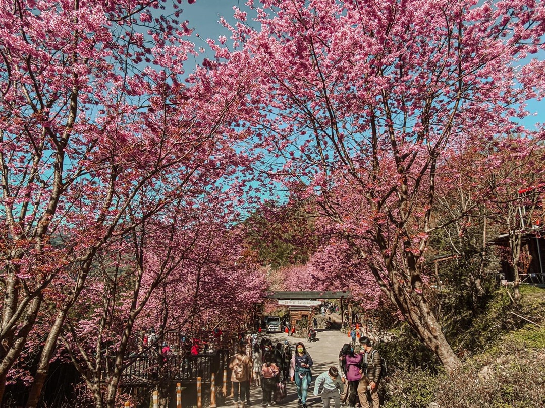 台灣櫻花景點推薦
