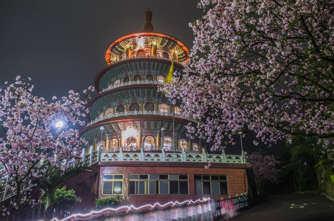 台灣櫻花景點推薦