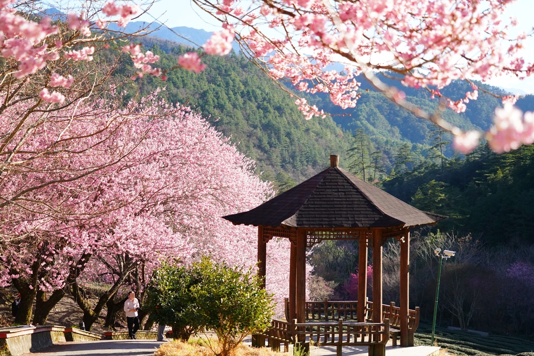 武陵農場