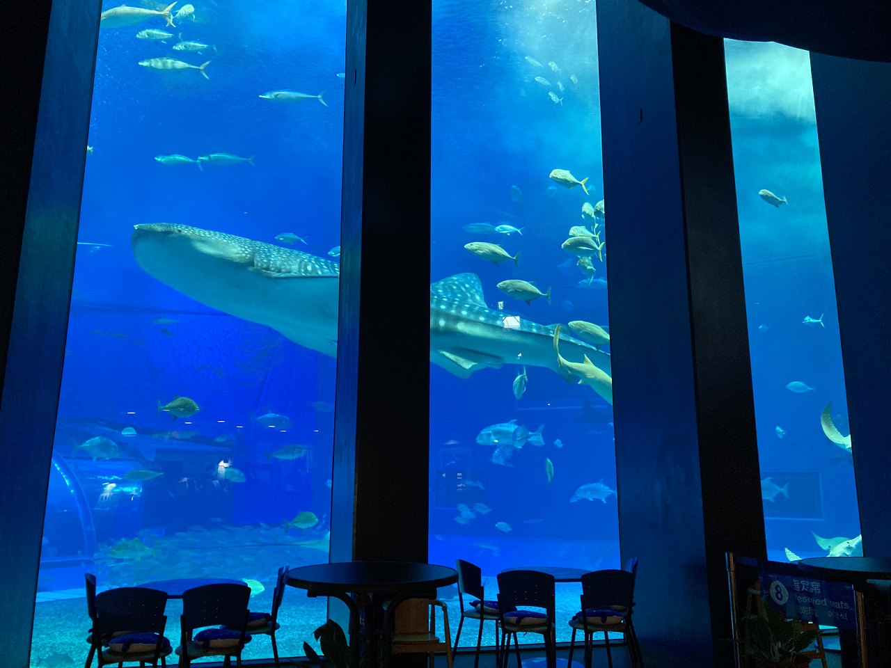 沖繩美麗海水族館