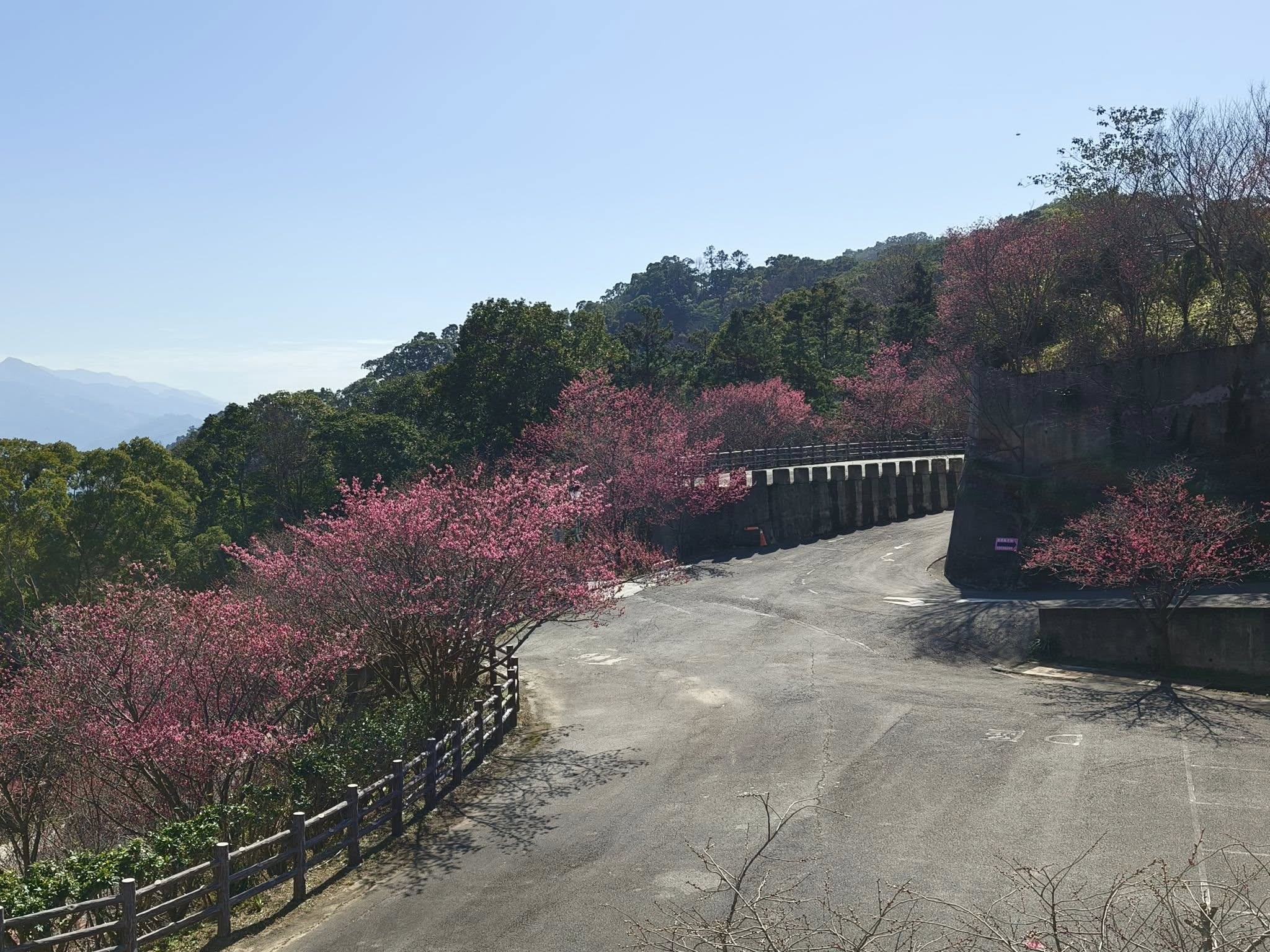協雲宮櫻花