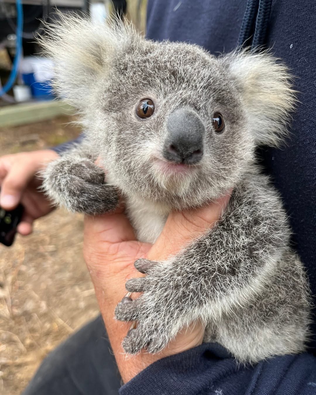 塔龍加動物園 塔龍加動物園