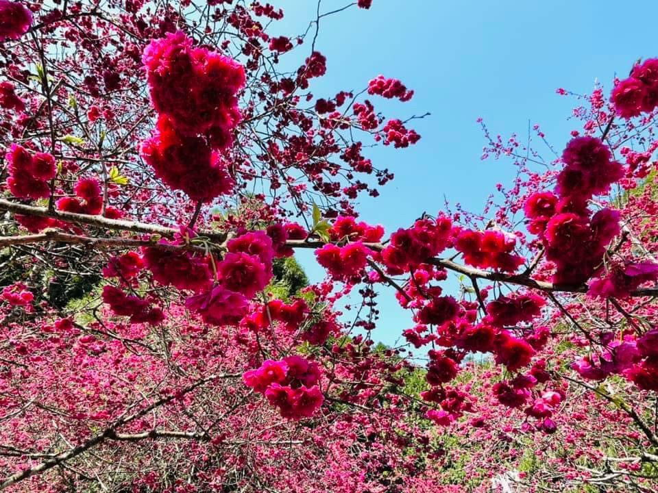 九族櫻花季2022