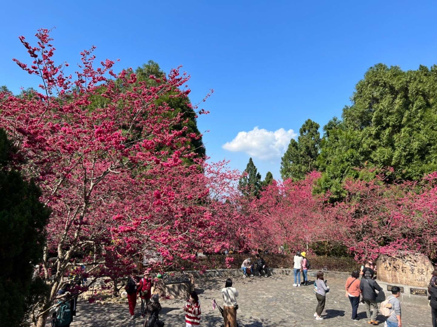 九族櫻花季2022