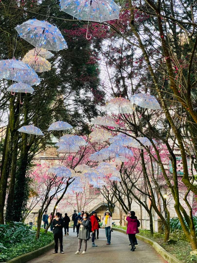九族櫻花季2022