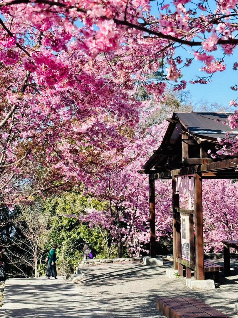 福壽山櫻花