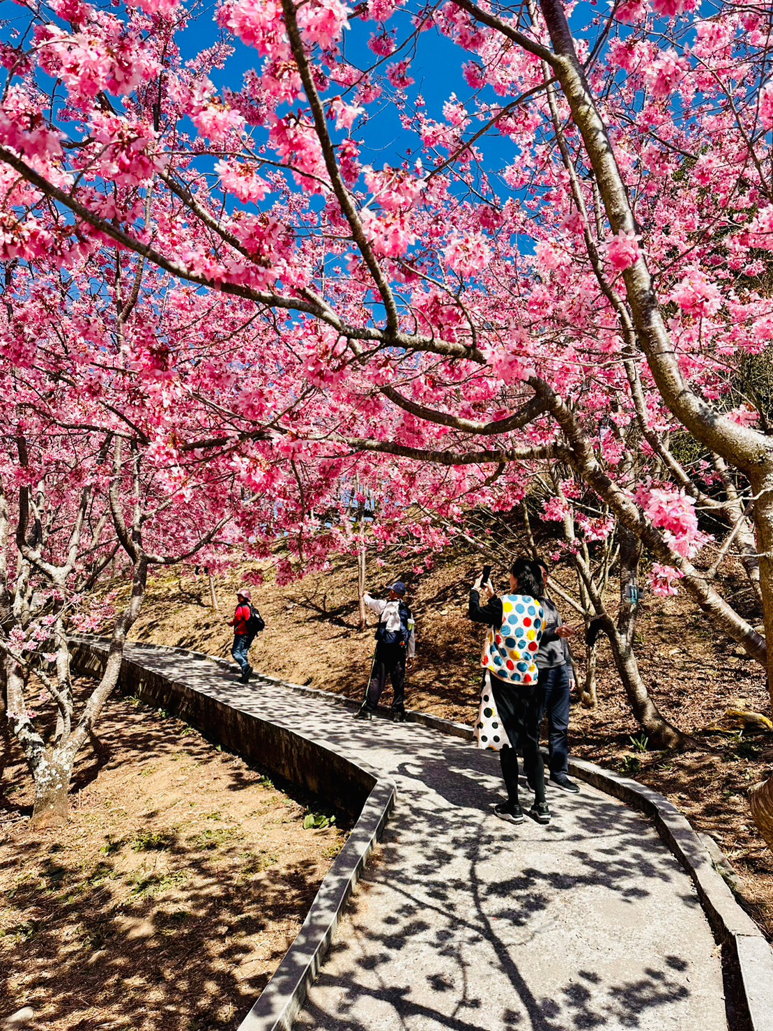 福壽山櫻花