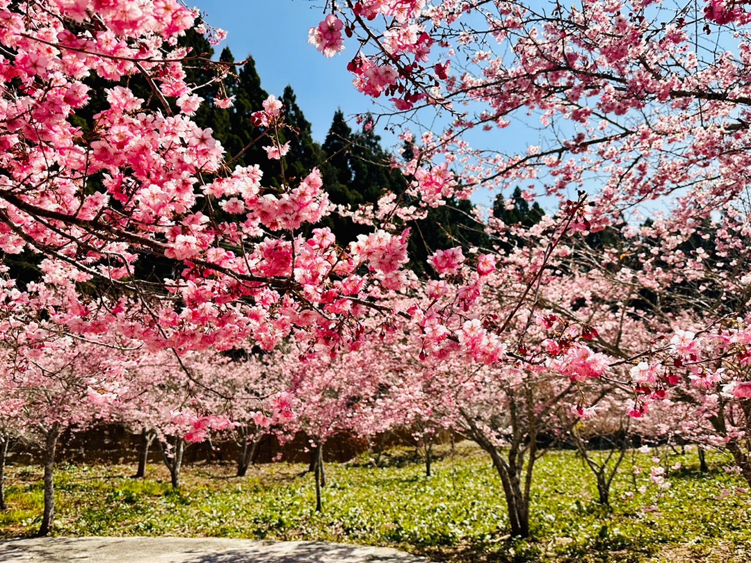 福壽山櫻花