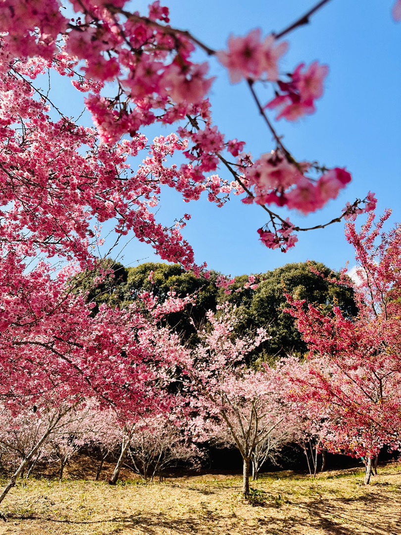 福壽山櫻花