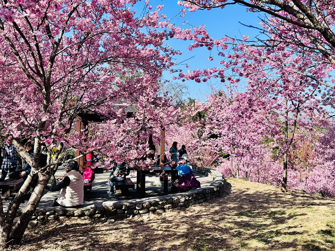 福壽山櫻花