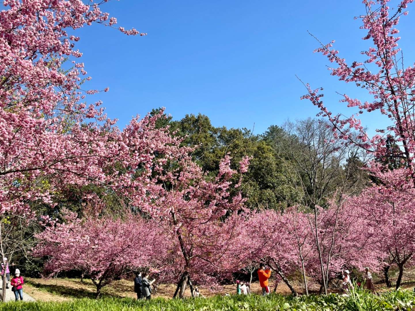福壽山農場花季