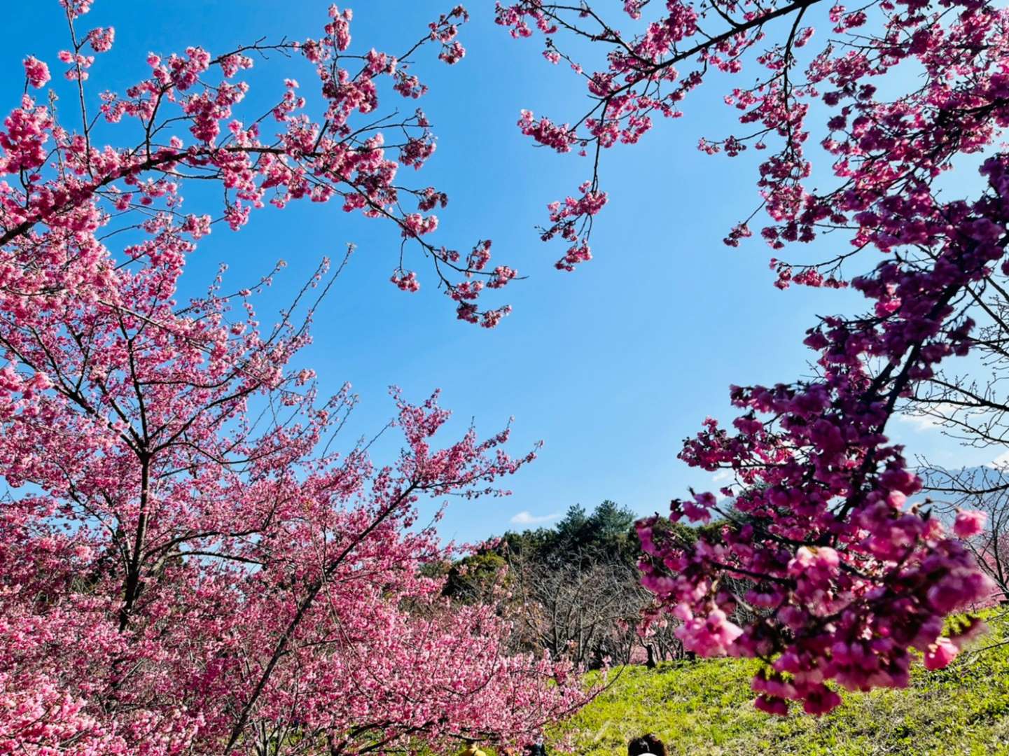 福壽山農場櫻花季