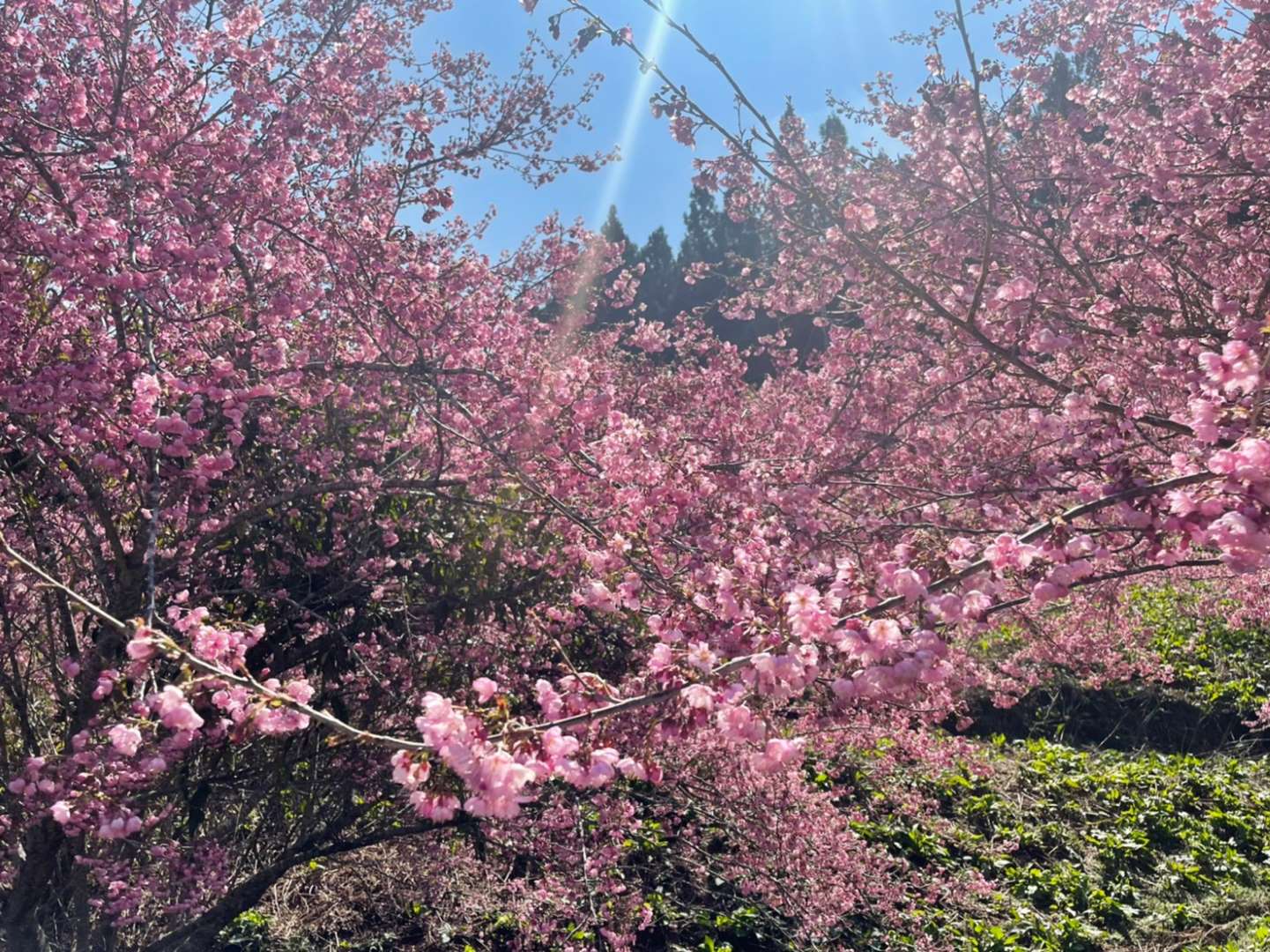 福壽山農場櫻花季