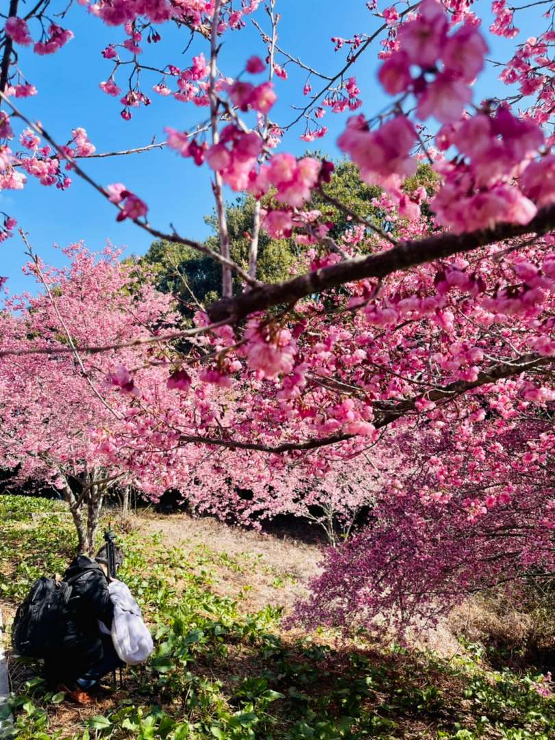 福壽山農場櫻花季